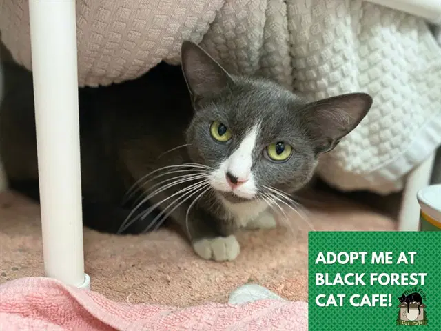 Grace - Domestic Short Hair