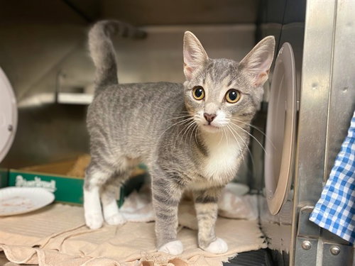picture of the cat needing adoption