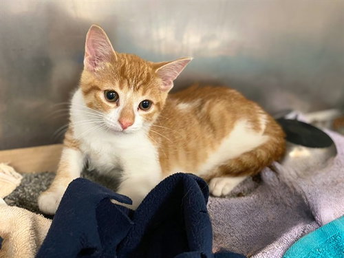 picture of the cat needing adoption