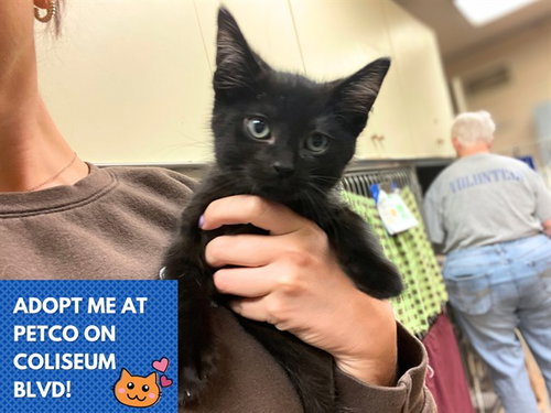 picture of the cat needing adoption