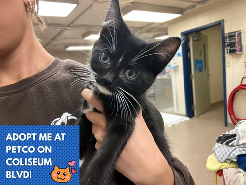 picture of the cat needing adoption