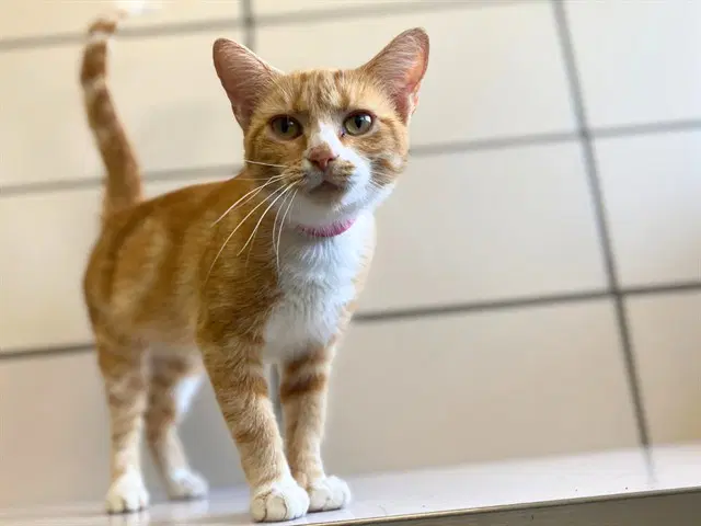 Snow White - Domestic Short Hair