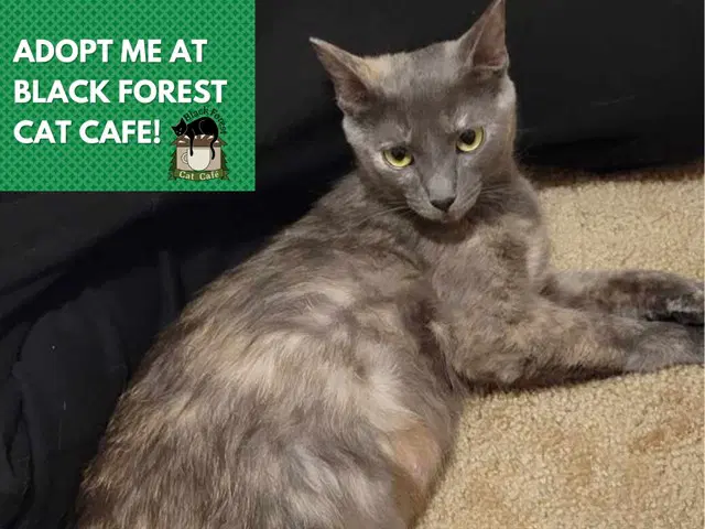 Momma Kitty - Domestic Short Hair