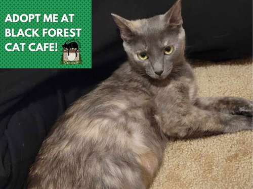 picture of the cat needing adoption