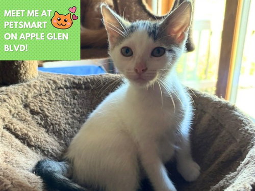 picture of the cat needing adoption