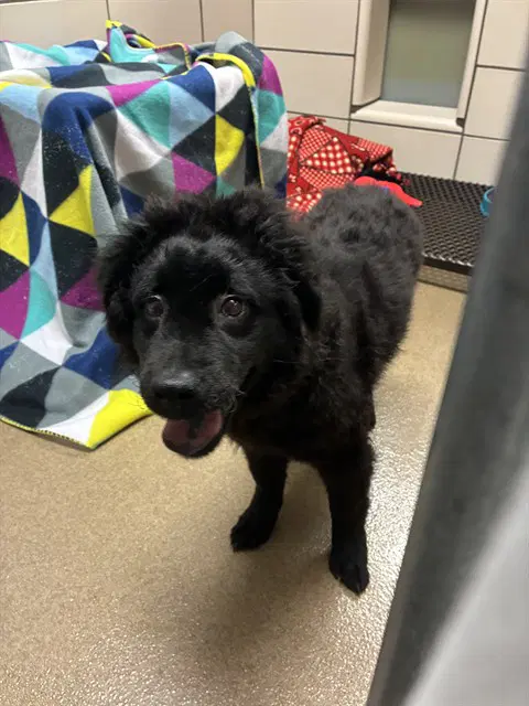 Sally - Newfoundland Dog