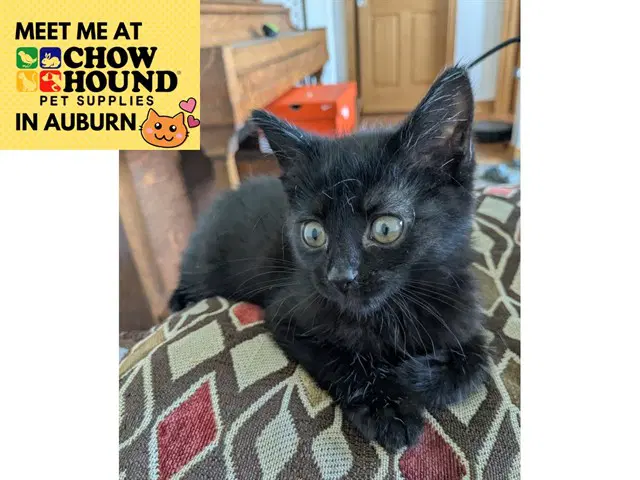 Gertie - Domestic Short Hair