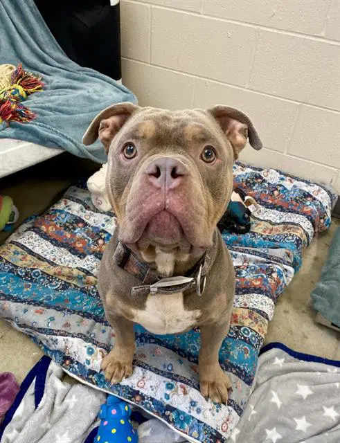 Og - Pit Bull Terrier