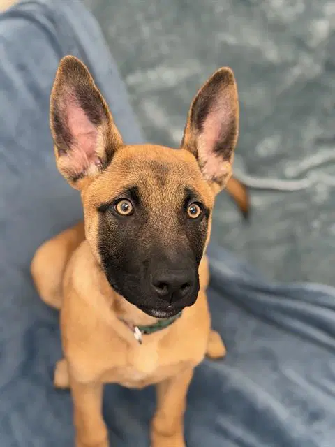 Flex - Belgian Shepherd Malinois