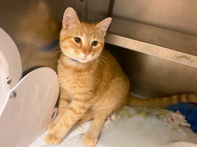 Napoleon Dynamite - Domestic Short Hair