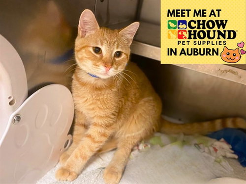 picture of the cat needing adoption