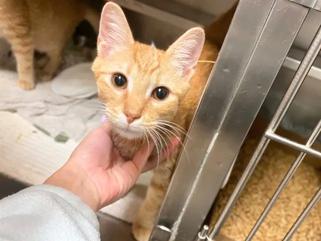 Pedro - Domestic Short Hair