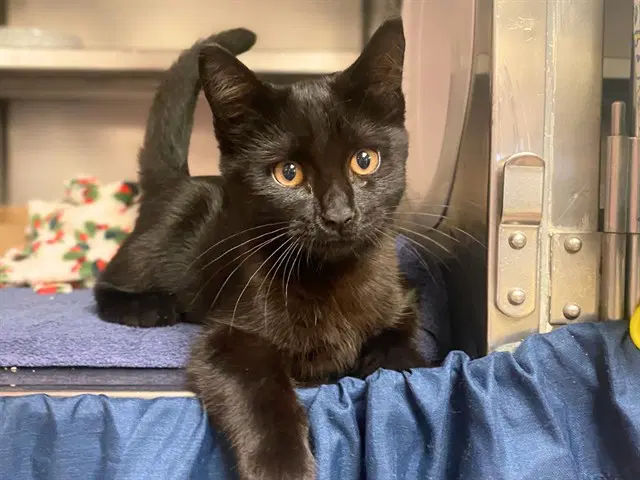House Panther - Domestic Short Hair