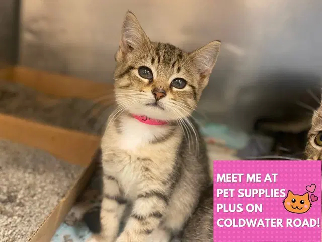 Regina - Domestic Short Hair