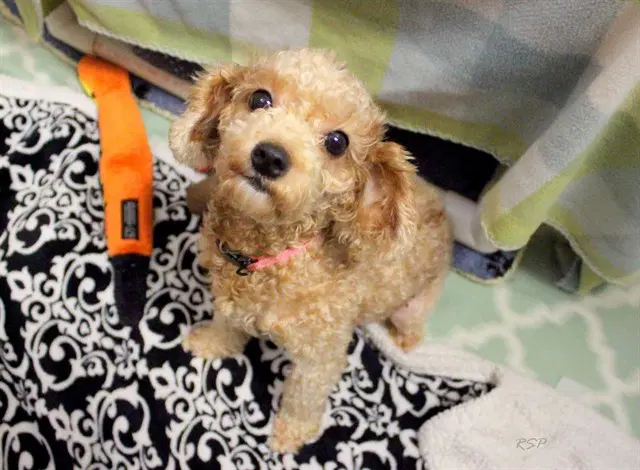 Fifi - Poodle (Miniature)
