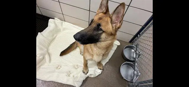 Wanda - German Shepherd Dog