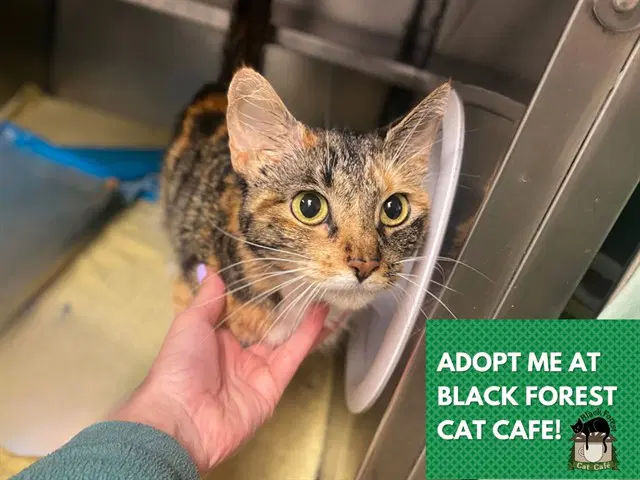 Prissella - Domestic Short Hair