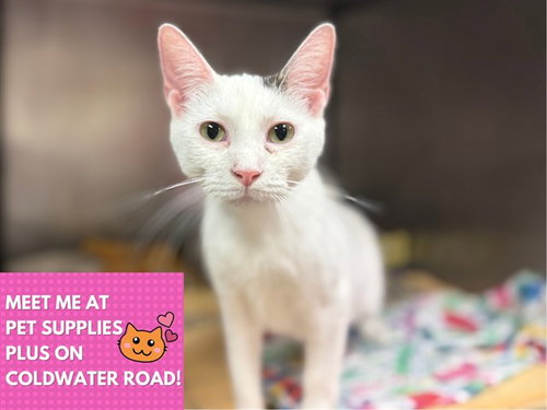 picture of the cat needing adoption