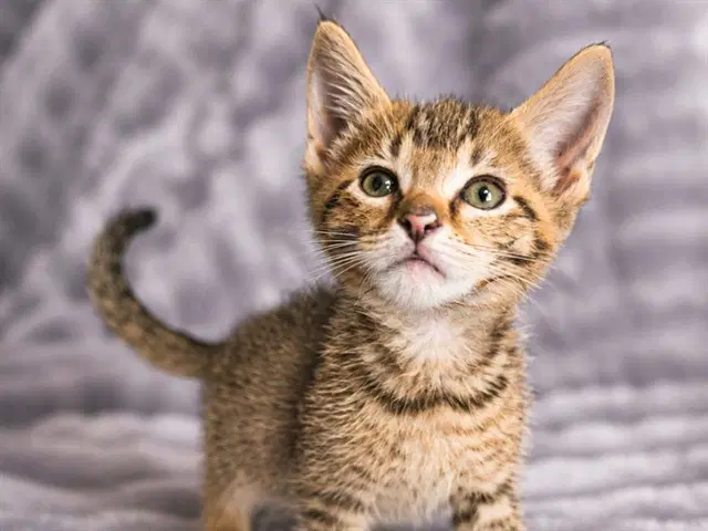 Leo - Domestic Short Hair