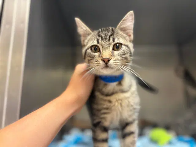 Tygga image 1