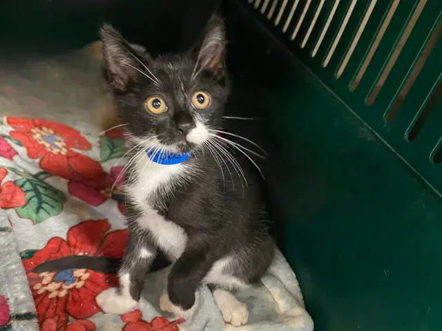 Gus - Domestic Short Hair