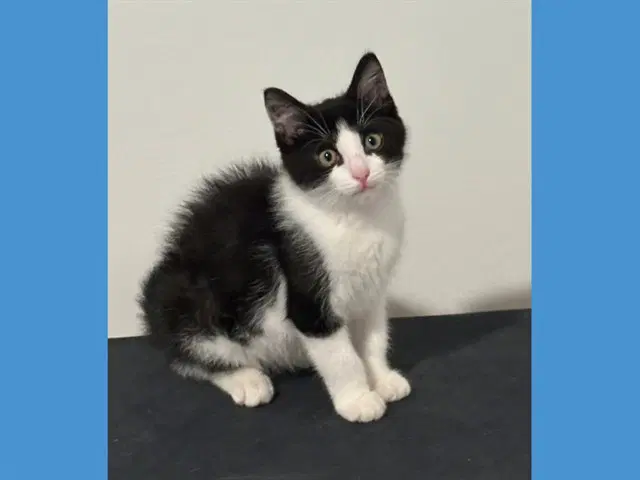Orca - Domestic Short Hair