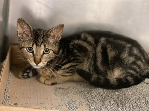 picture of the cat needing adoption