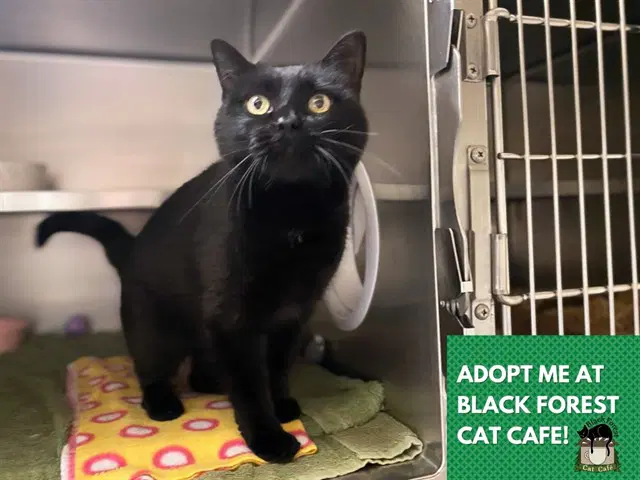 Inky - Domestic Short Hair