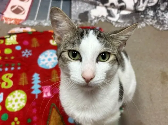 Gomer - Domestic Short Hair