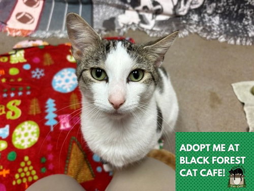 picture of the cat needing adoption