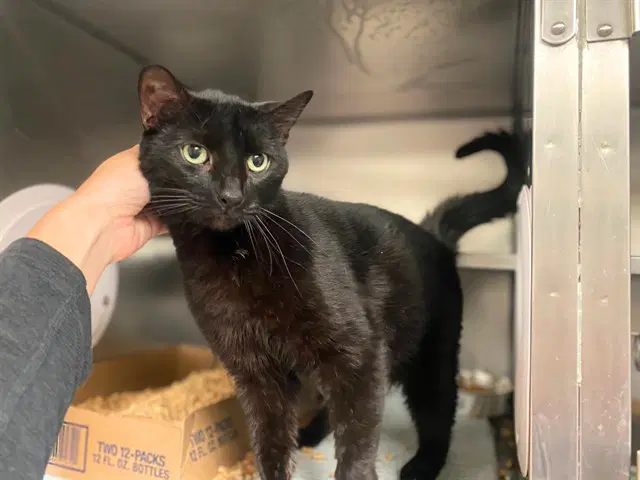 Salem - Domestic Short Hair