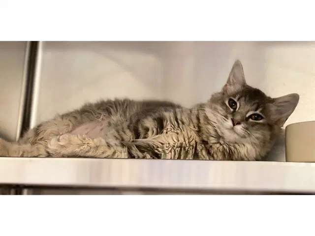 Tabitha image 1