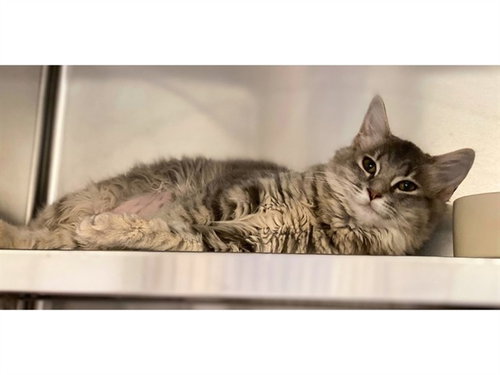 picture of the cat needing adoption