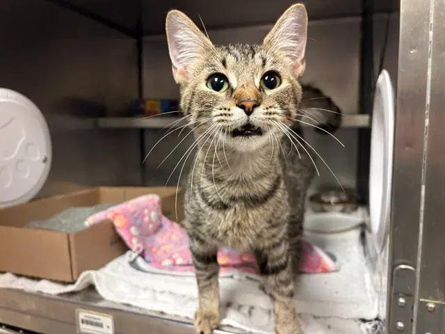 Puma Thurman - Domestic Short Hair