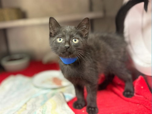 picture of the cat needing adoption