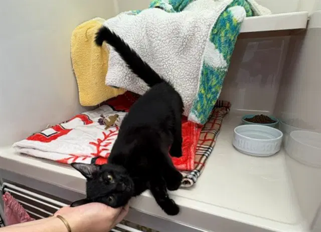 Ashley Marie - Domestic Short Hair