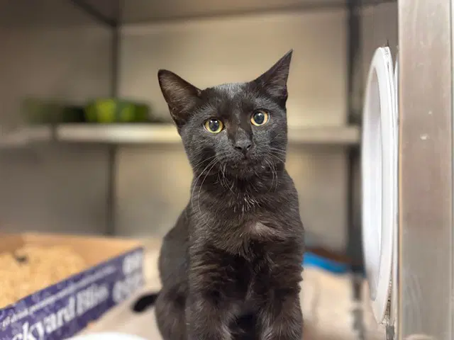 Pawdrey Hepburn - Domestic Short Hair