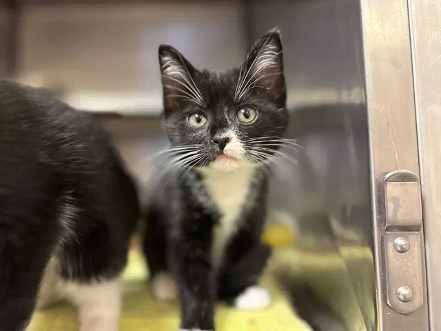 Empress Biscuits - Domestic Short Hair