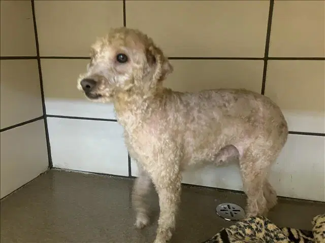 Peloche - Poodle (Miniature)