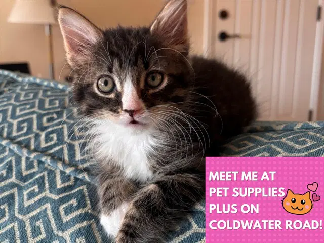 Harley - Domestic Medium Hair