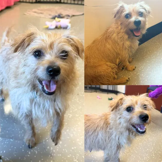 Lil Baby - Cairn Terrier