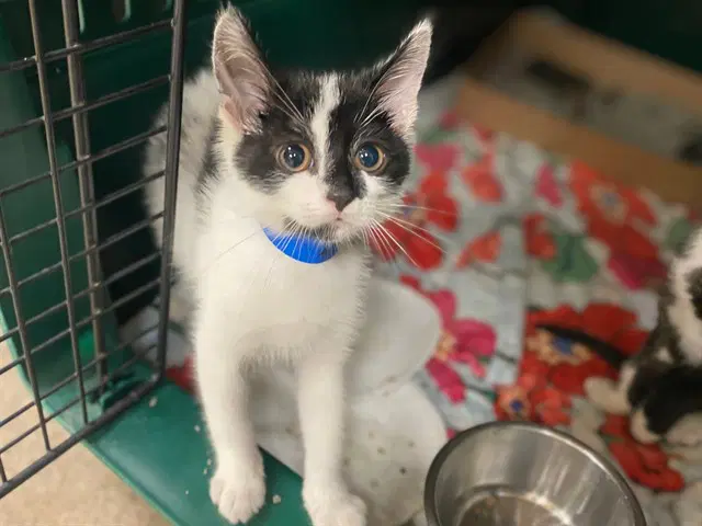 Angus - Domestic Short Hair