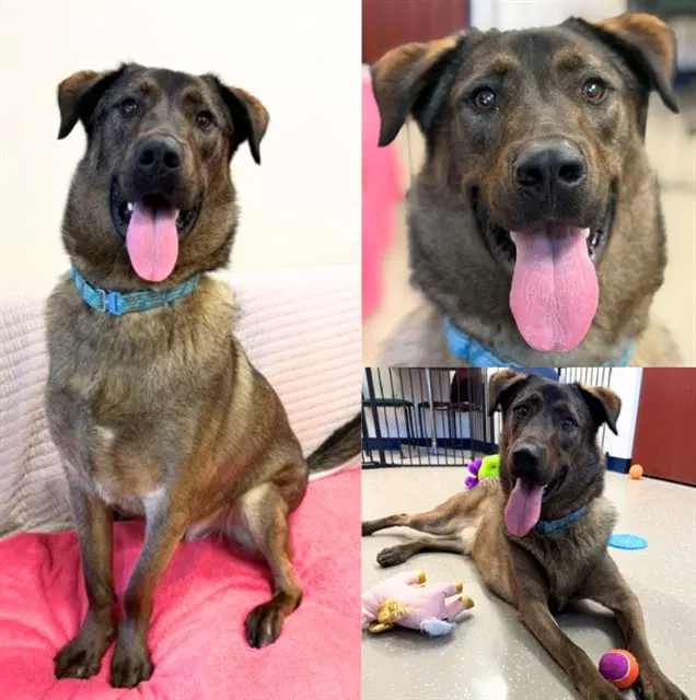 Falcon - German Shepherd Dog