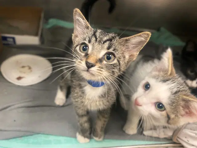 Tin Man - Domestic Short Hair