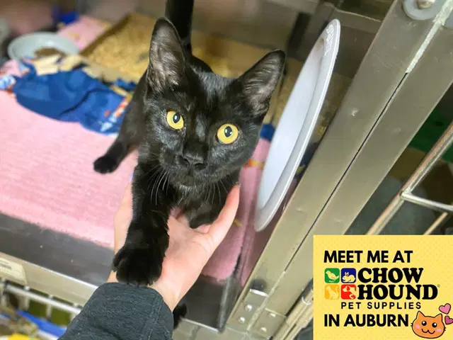 Sunflower - Domestic Short Hair