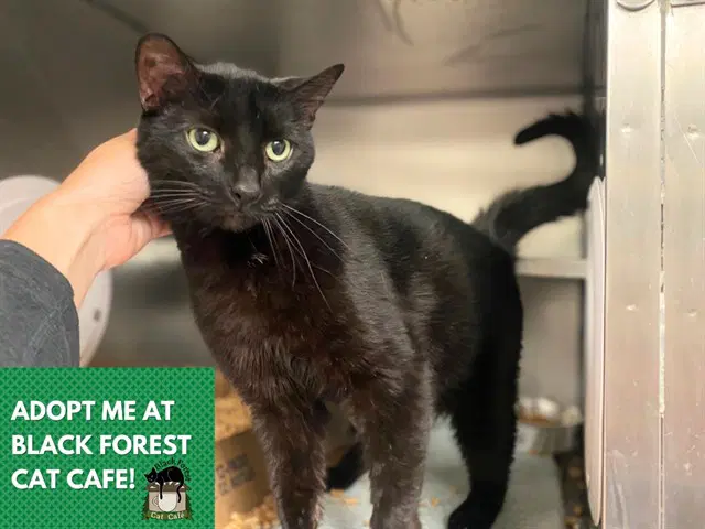 Salem - Domestic Short Hair