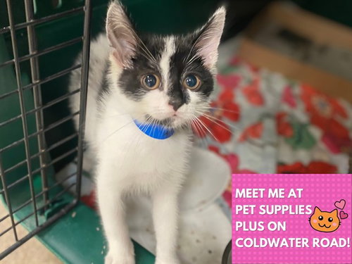 picture of the cat needing adoption
