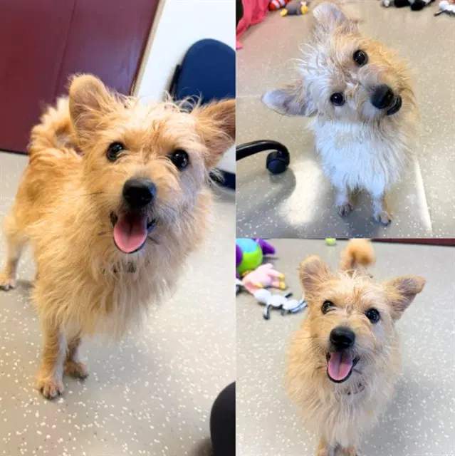 Tiny - Cairn Terrier