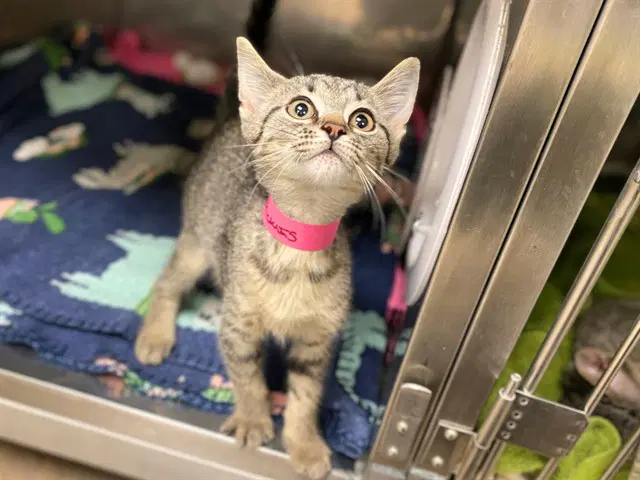Pickles - Domestic Short Hair