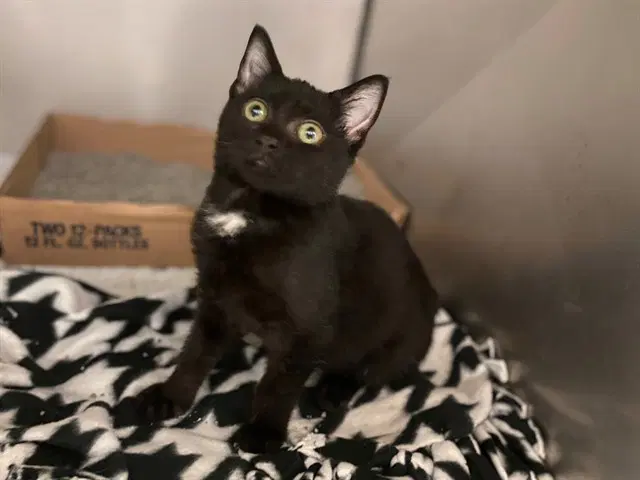 Spider - Domestic Short Hair